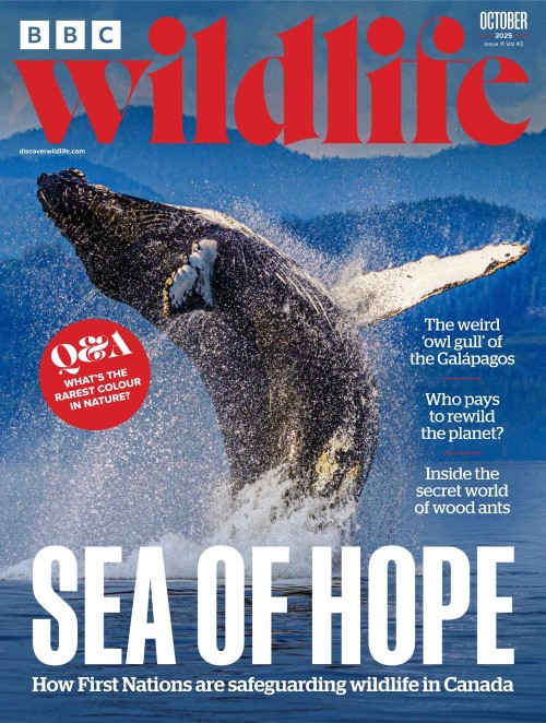 BBC Wildlife Magazine – October 2025