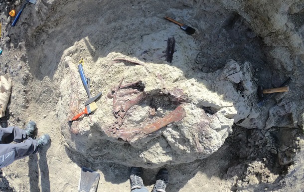 Joaquinraptor casali: в Патагонии обнаружили семиметрового хищника