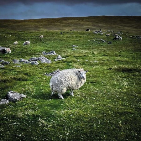Poor Genetic Material - Pastoral (2025) [FLAC]