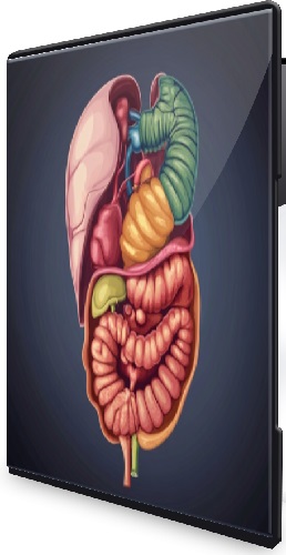 3 практических мастер-класса по восстановлению микрофлоры кишечника (2025) CAMRip