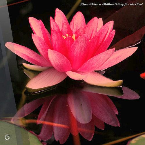 Pure Bliss - Chillout Vibes for the Soul (2025)