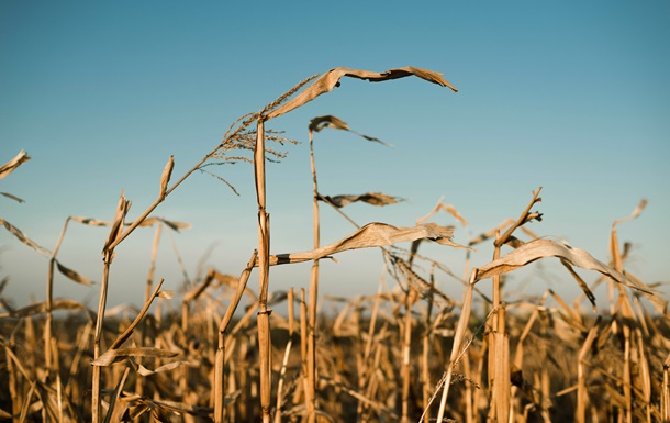 В Украине намолотили 43,6 млн тонн зерна