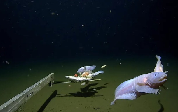 На глубине 8,3 км: ученые зафиксировали самого глубокого обитателя океана