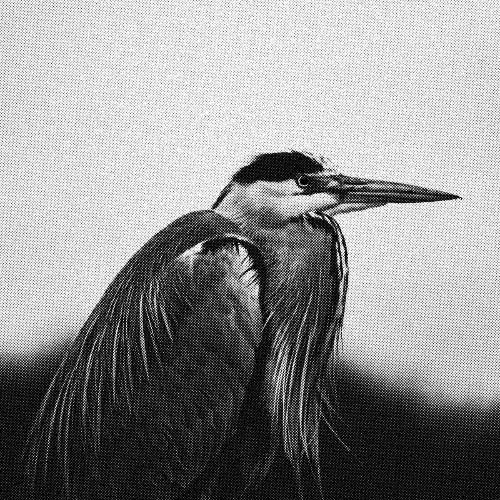 Svalbard - If We Could Still Be Saved (2025) Svalbard - If We Could Still Be Saved (2025)