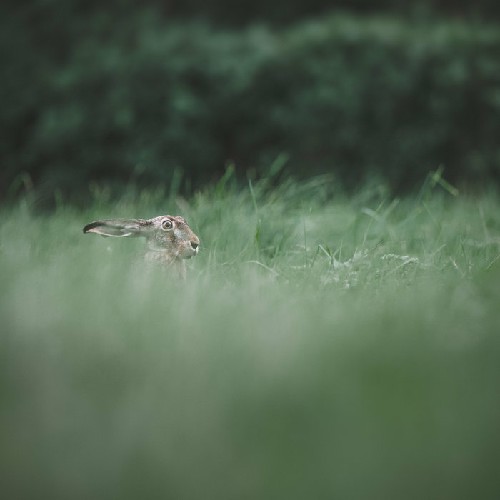 (Progressive Metal) Humming Whale - Chasing...