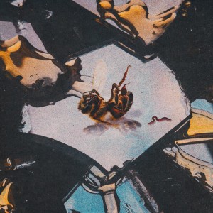 Stain the Canvas - Honey Rot (2025) Stain the Canvas - Honey Rot (2025)