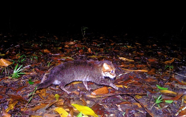 В Таиланде впервые за 30 лет зафиксировали редкую дикую кошку