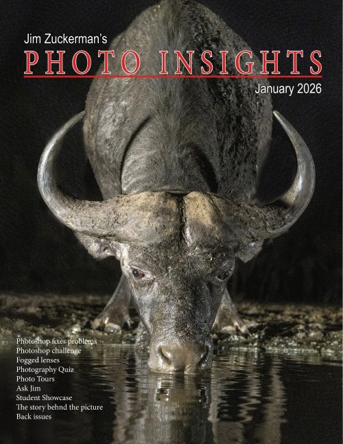 Photo Insights - January 2026