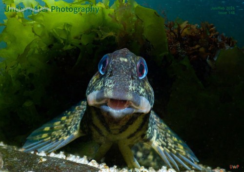 Underwater Photography - Issue 148 January/February 2026
