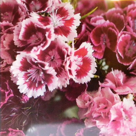 Biff Bang Pow! - The Singles As and Bs (2016) [FLAC]