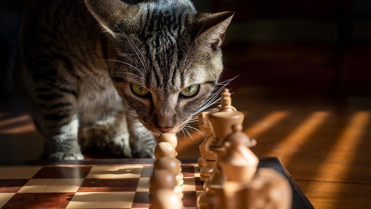 [Image: 91f74bb8d1ac22640638bf23521047a6.jpg]