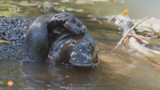 ����� ���� ��������� / Australia's Wild Woodlands (2025/HDTVRip)