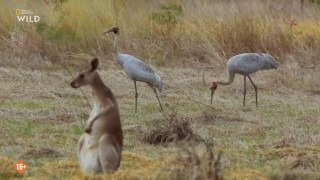 ����� ���� ��������� / Australia's Wild Woodlands (2025/HDTVRip)