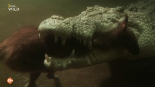 ����� ���� ��������� / Australia's Wild Woodlands (2025/HDTVRip)