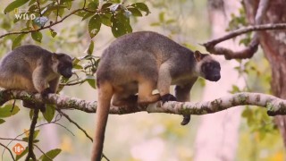 ����� ���� ��������� / Australia's Wild Woodlands (2025/HDTVRip)