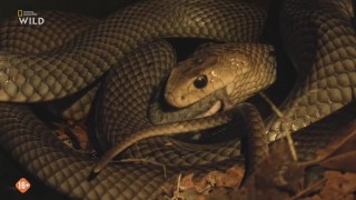 ����� ���� ��������� / Australia's Wild Woodlands (2025/HDTVRip)