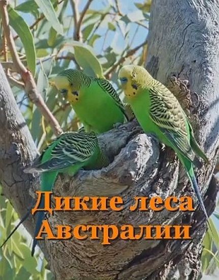����� ���� ��������� / Australia's Wild Woodlands (2025/HDTVRip)