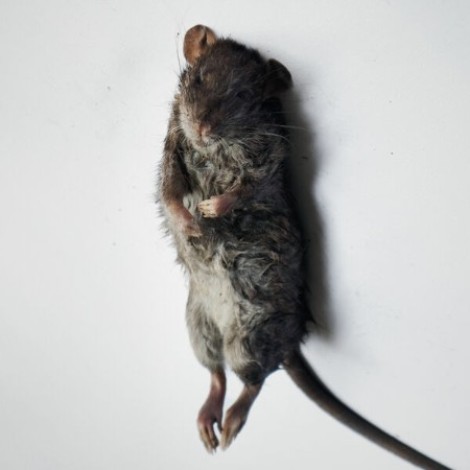 - Homo (2026) [FLAC]