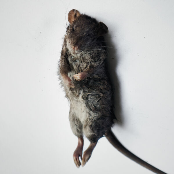 [TR24][OF][LDR] Karakaz - Homo - 2026 (Italian...