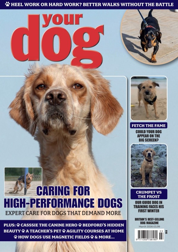 Your Dog - March 2026