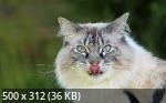 Mixturka - Wallpapers Collection 208
