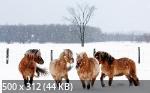 Mixturka - Wallpapers Collection 208