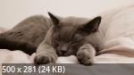 Best Wallpapers Mix Collection 18