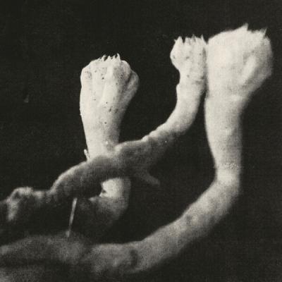 Läuten der Seele - Unterhaltungen mit Larven und Überresten (2025) [FLAC 24B-48kHz]