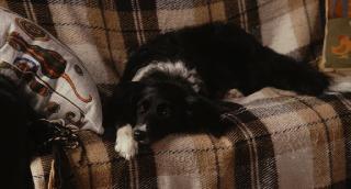    ,    (2025/WEB-DL/WEB-DLRip)