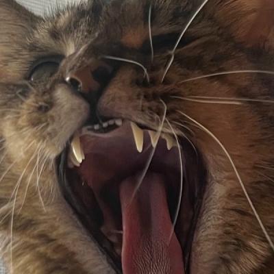 Showing Teeth - Labyrinth (Single) (2025)