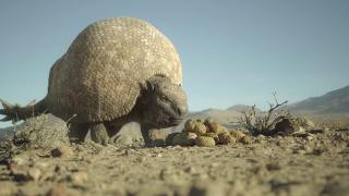   / Prehistoric Planet (3 /2025/WEB-DL)