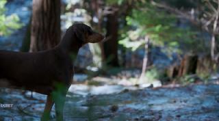 Собачий Патруль: Операция «Лапки Санты» (2025)