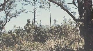 Бокас и ночь живых мертвецов (2025)