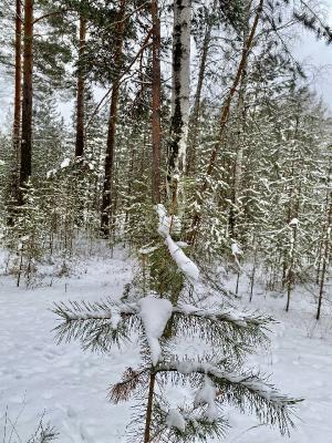 ��� �������� - ����������� ������ ! ( ���. ����� 2.)