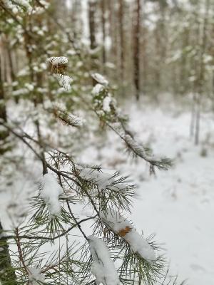 ��� �������� - ����������� ������ ! ( ���. ����� 2.)