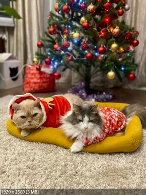 ��� �������� - ����������� ������ ! ( ���. ����� 2.)