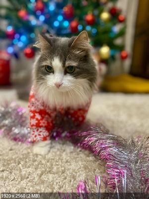 ��� �������� - ����������� ������ ! ( ���. ����� 2.)