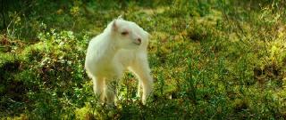 ���� � ������� (2025/WEB-DL/WEB-DLRip)