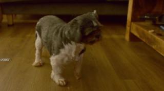 Рождество с хаски (2025)