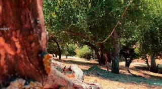 Дикая самка (2025)