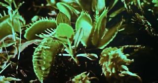 Смертельная мухоловка (2025)