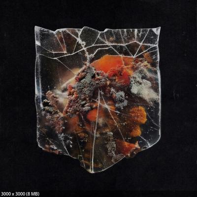 Shields - Death & Connection (2026)